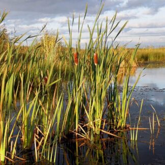 Typha-latifolia