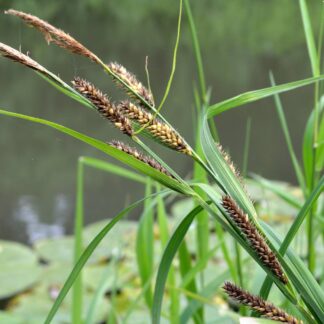 carex-riparia-osoka-beregovaya245