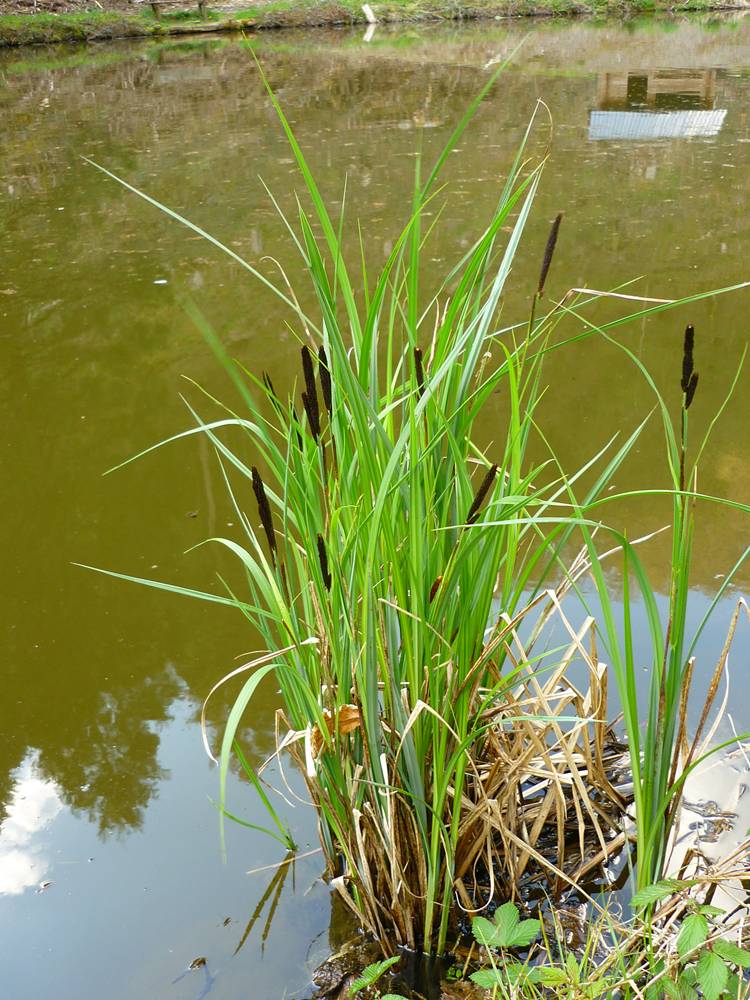 Осока береговая (Carex riparia) – сет 40 шт (под заказ, срок поставки 7 дней) Создайте уютный берег пруда с осокой береговой – природной гармонией в вашем саду! Этот многолетний злак с изящными узкими листьями идеально подходит для оформления прибрежной зоны водоема. Осока береговая не только украшает пруд, но и укрепляет берега, предотвращая размывание. Растение неприхотливо, хорошо приживается в Подмосковье (Красногорск, Истра, Дмитров) и других регионах России. Почему выбирают осоку береговую от PRUDIKI.RU? ✔ Натуральный вид – создает эффект дикой природы у воды. ✔ Укрепляет берега – корневая система надежно удерживает грунт. ✔ Легко приживается – подходит даже для начинающих садоводов. ✔ Фильтрует воду – естественная очистка пруда. Отзывы наших покупателей: «Посадил осоку вокруг пруда в Одинцово – уже на второй год берег выглядит как естественный! Растение зимует отлично, не вымерзает.» – Андрей, ландшафтный дизайнер. «Заказывала для дачи в Чехове. Привезли быстро, саженцы здоровые. Теперь мой пруд выглядит по-настоящему природно!» – Елена, владелица загородного участка. Закажите набор из 40 саженцев – и ваш пруд преобразится! Доставка по Москве, Московской области (Химки, Балашиха, Подольск) и всей России. PRUDIKI.RU – все для вашего пруда: от растений до профессиональной техники! SEO-оптимизация: Осока береговая Carex riparia купить в Москве и Подмосковье – набор 40 шт для озеленения пруда. Укрепление берегов, натуральное оформление водоема, растения для пруда с доставкой. Интернет-магазин PRUDIKI.RU – качественные товары для водоемов.