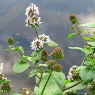 Mint-Water-(Mentha aquatica) Водная мята